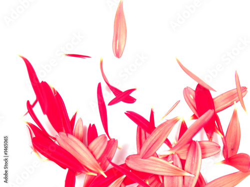Принти на полотні falling gerbera daisy petals background