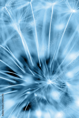 blue abstraction - macro shot of dandelion
