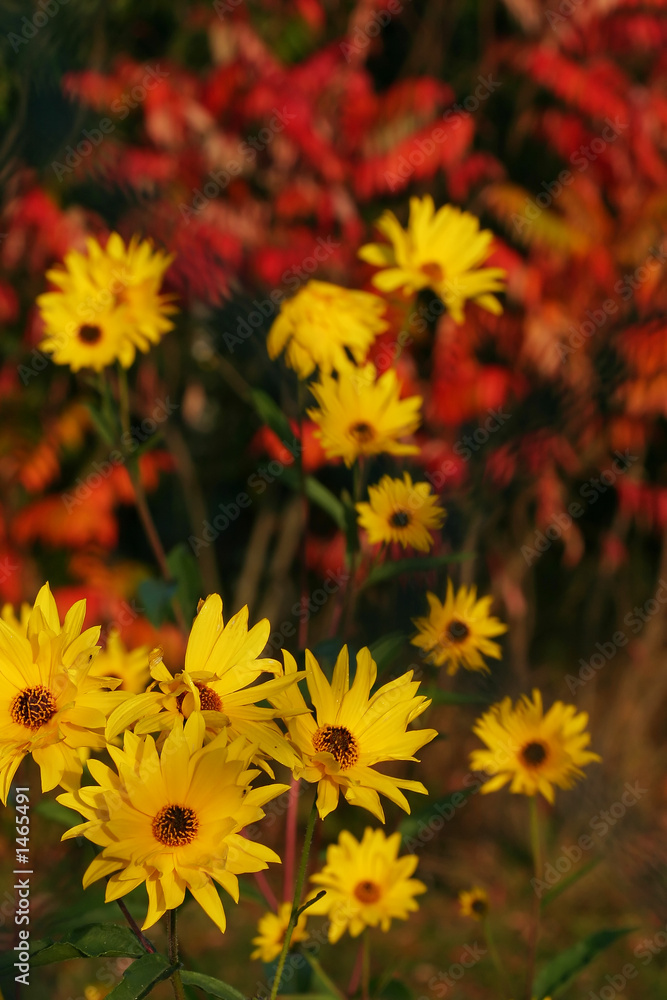 yellow flowers and red leafs - fall colors yellow flowers and red leafs - fall colors