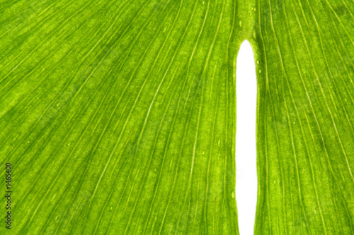ginkgo 2