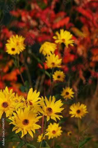 yellow flowers and red leafs - fall colors