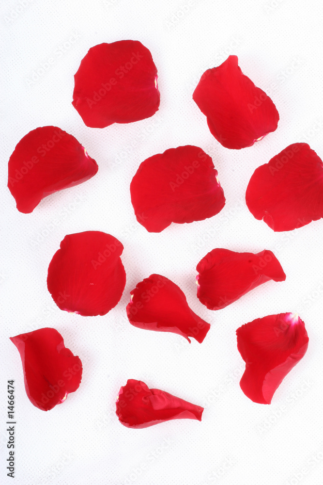Fototapeta premium rose petals