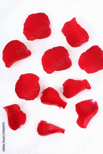 rose petals