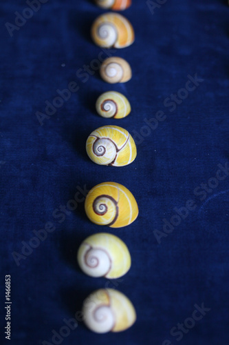 shells on the blue