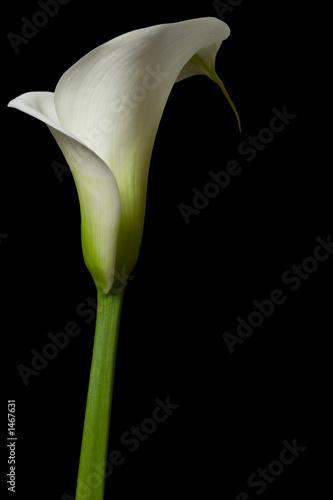 Leinwanddruck Bild - David MacFarlane : calla lily 14