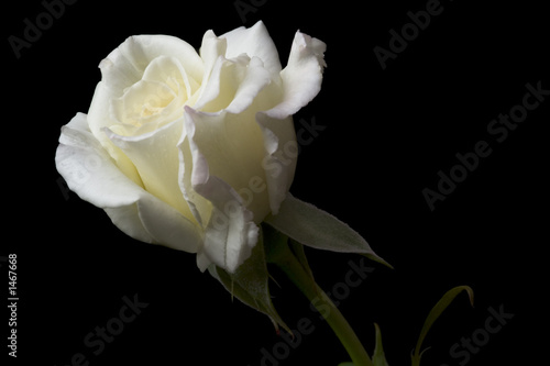 white rose 7