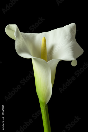 Leinwanddruck Bild - David MacFarlane : calla lily 17