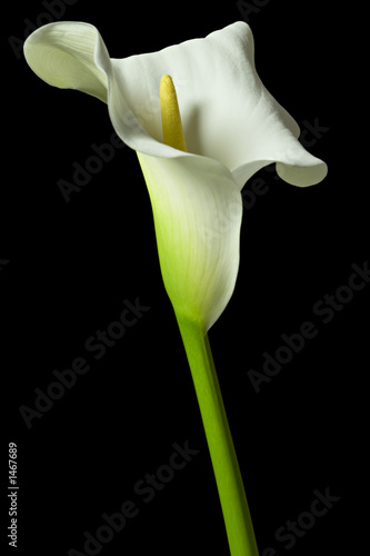 Leinwanddruck Bild - David MacFarlane : calla lily 18