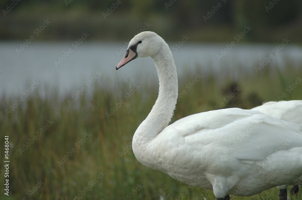 swans 4 swans 4