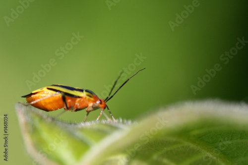 colorful bug