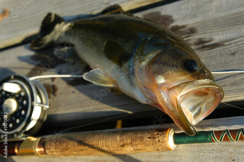 bass-fishing
