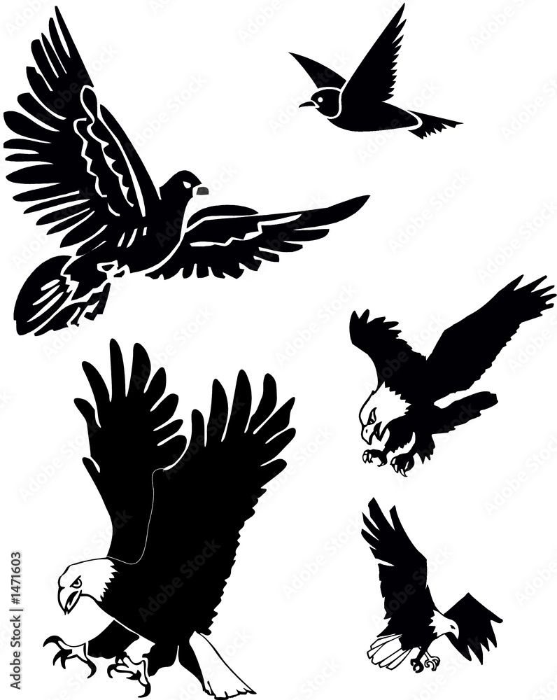 Fototapeta premium birds silhouette
