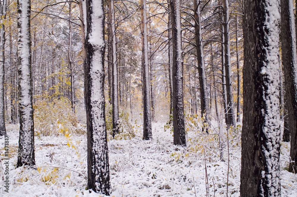 Fototapeta premium first snow