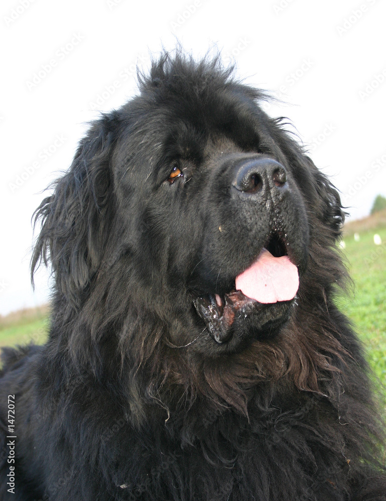 Fototapeta premium portrait terre neuve