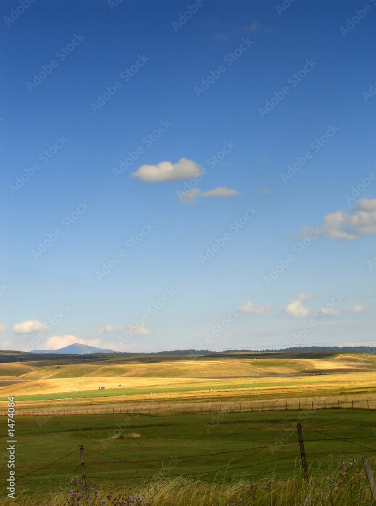 Fototapeta premium meadow