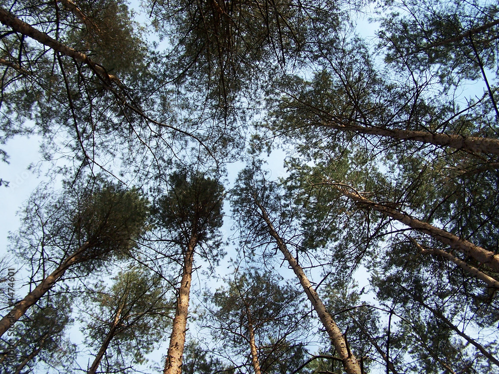 Obraz premium bäume