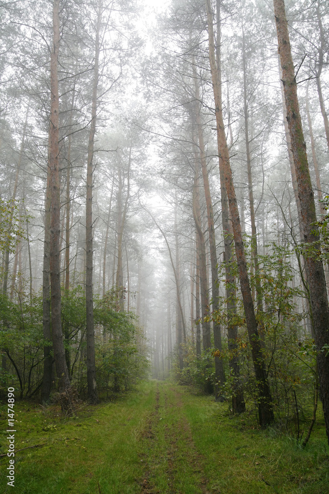 Fototapeta premium foggy forest in poland