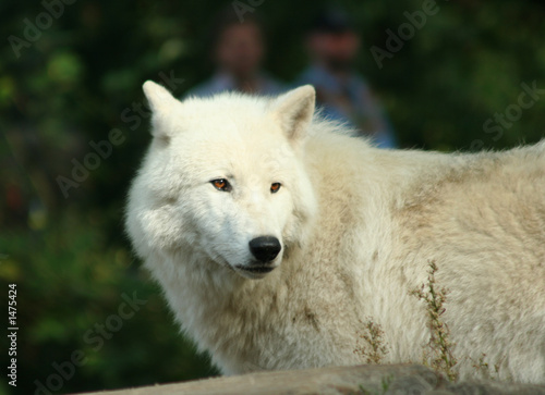 white wolf