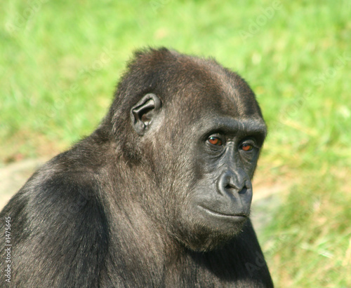 gorilla © Steve Mutch