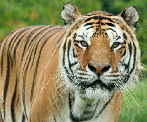 Fototapeta Naklejka Na Ścianę i Meble -  tiger