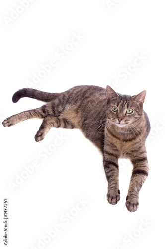 Wallpaper Mural cat Torontodigital.ca