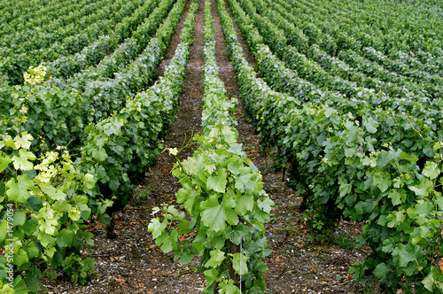 rows of grape vines in french champagne region