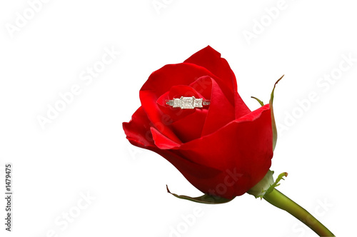 red rose with diamond ring 2