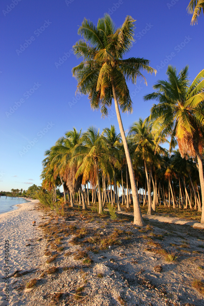 Naklejka premium dream island