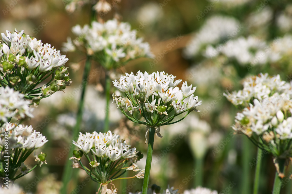 flowering onion