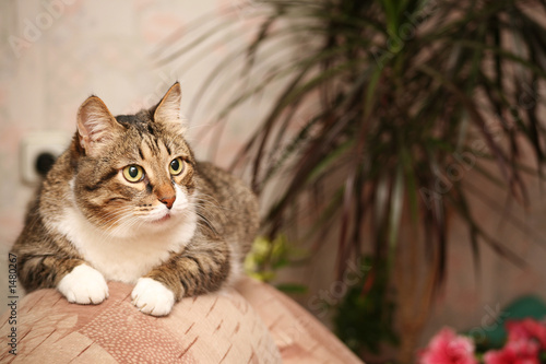 senior cat