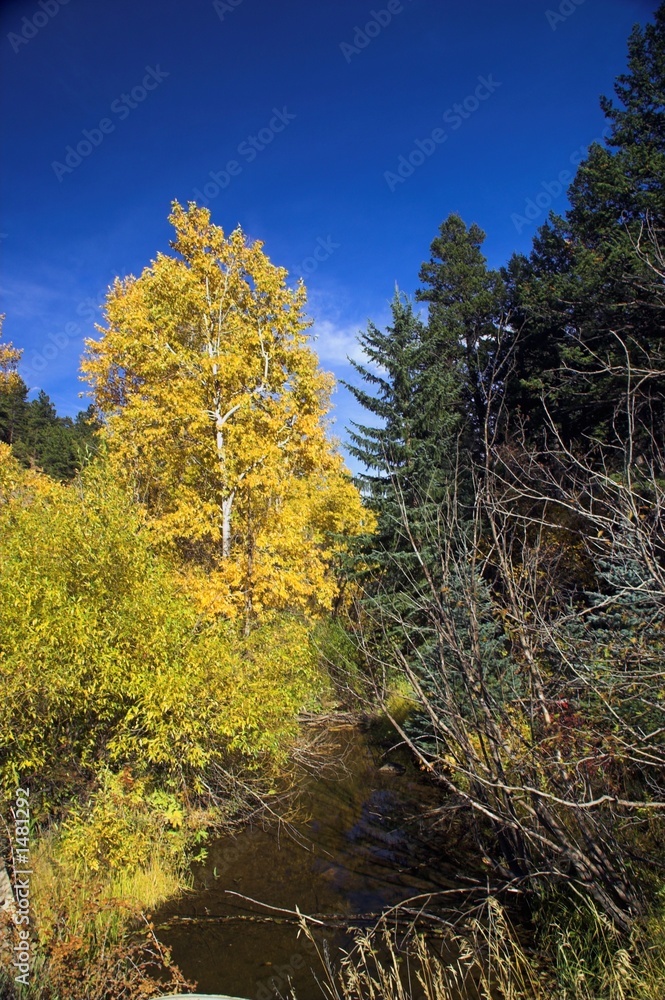 fall trees and country stream