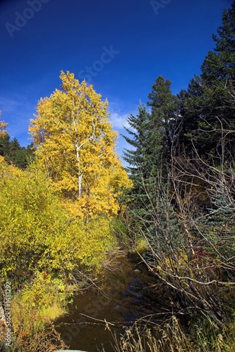 fall trees and country stream