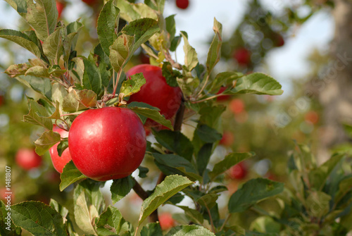 closeup of apples on tree