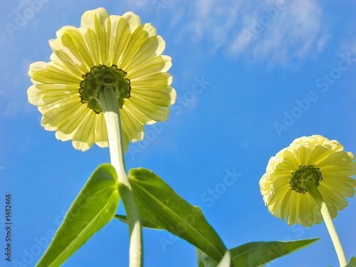 flowers in the sky