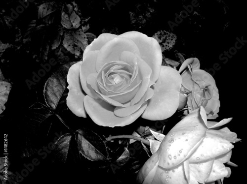 0580-rose en noir et blanc