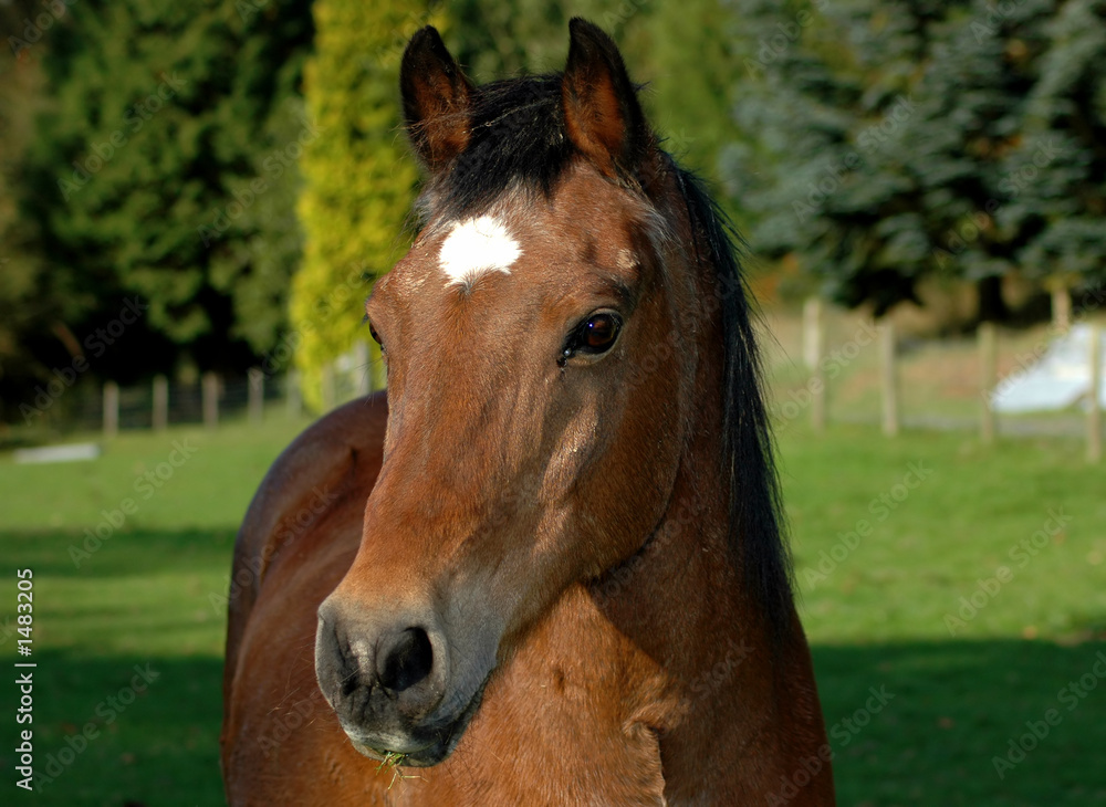 Obraz premium horse 5