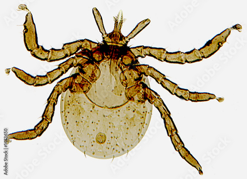 deer tick