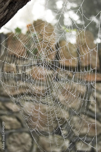 frozen spider's web
