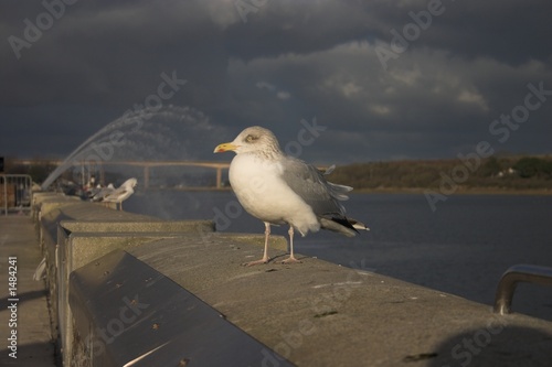 perching seagull