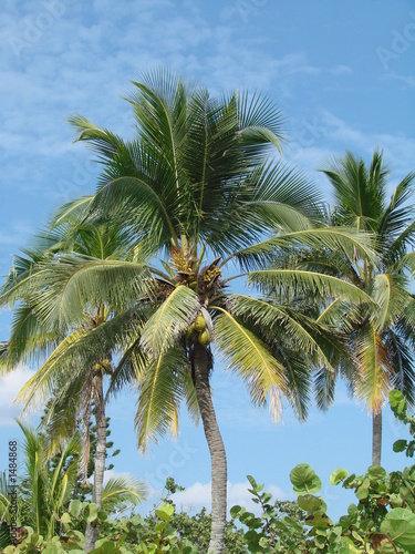 palms and blue sky