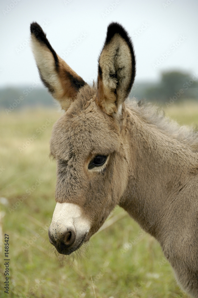 baby donkey