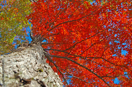 fall on fire