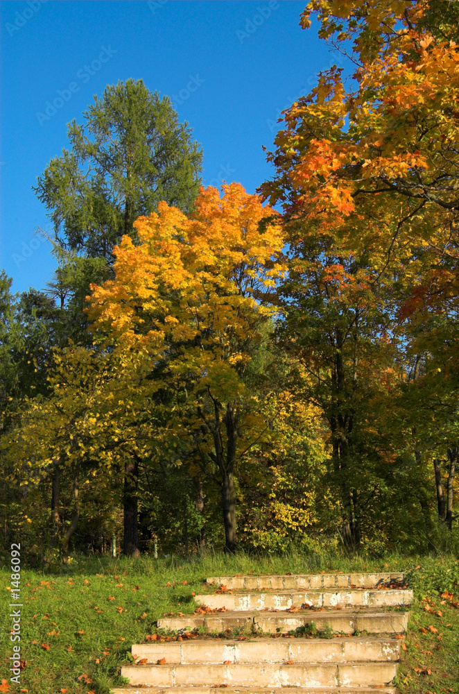 Naklejka premium stairs and forest