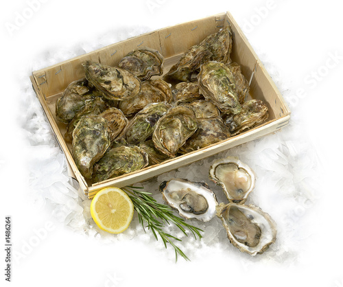 bourriche d'huîtres