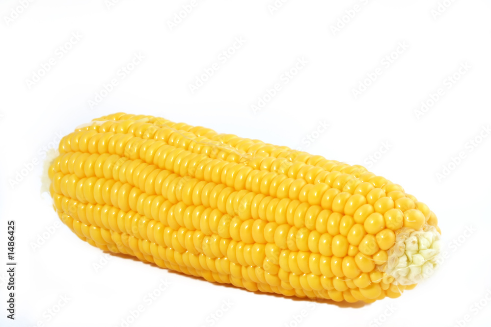 corn cob isolated corn cob isolated