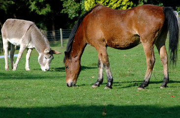 Fotobehang Ezel Ezel en paard grazen samen  © Harvey Hudson