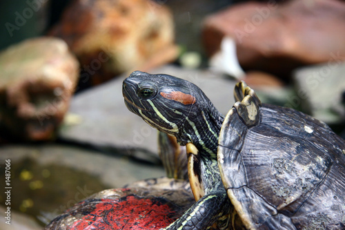 sea turtle