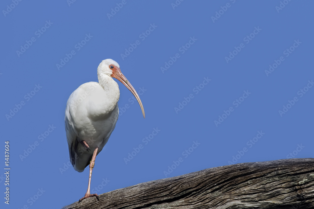 white ibis white ibis