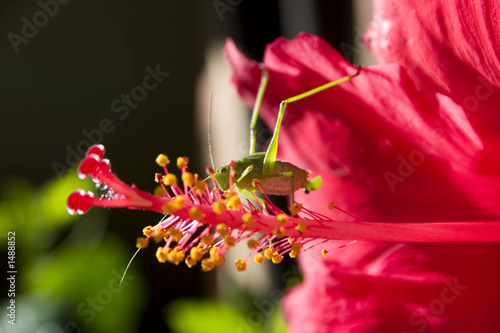 tettigonia viridissima photo