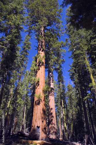 majestic sequoia